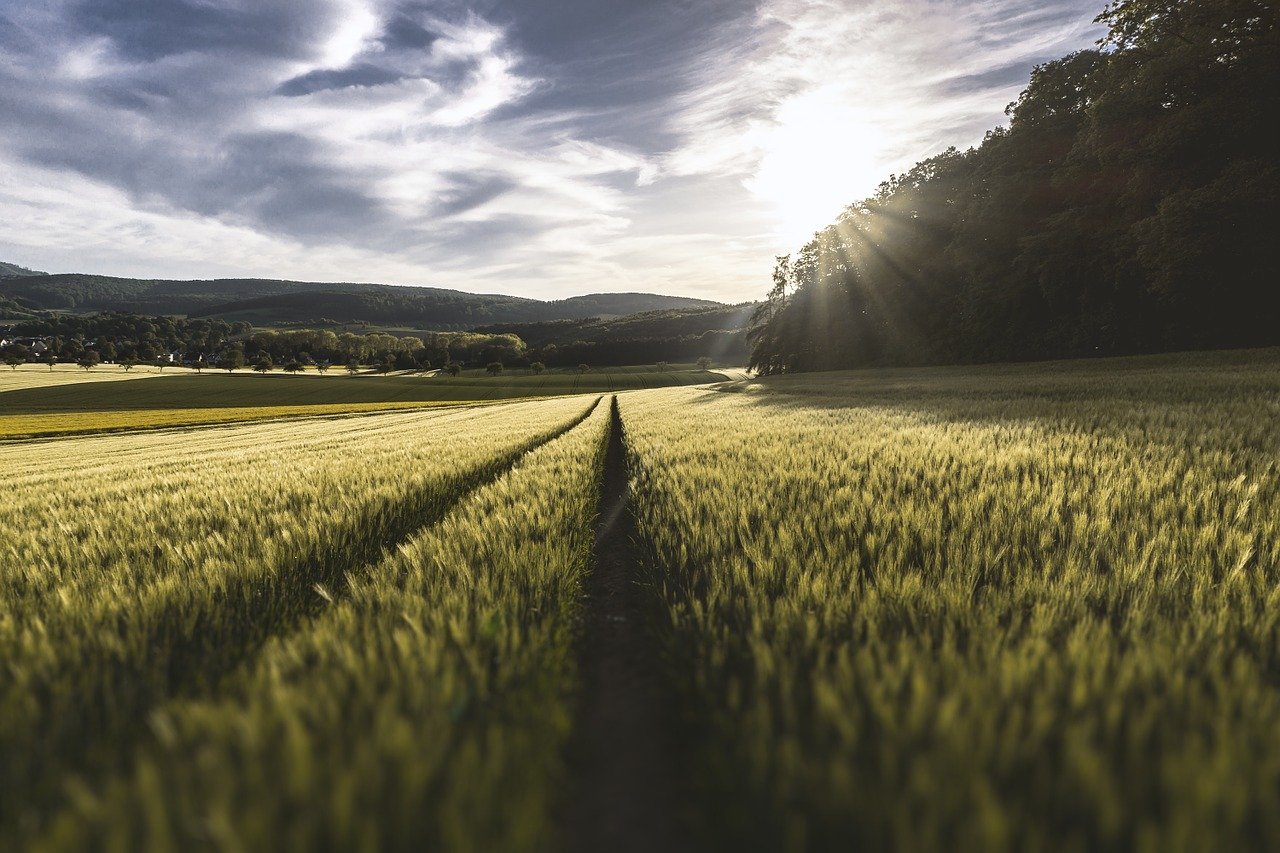 field, grass, crops